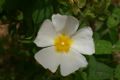 Cistus  
